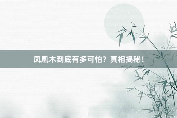 凤凰木到底有多可怕？真相揭秘！