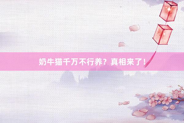 奶牛猫千万不行养？真相来了！